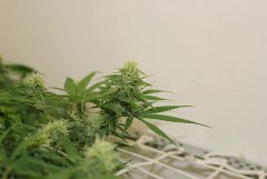 LSD fem - ‎5 ‎февраля ‎2014 ‎г