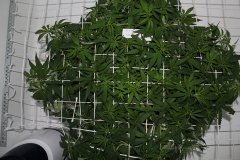 LSD Fem