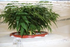 ‎LSD Fem 30 ‎декабря ‎2013 ‎г,