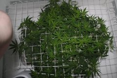 LSD fem