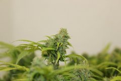 ‎LSD fem