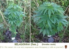 Belka