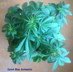 Dutch Blue Automatic (24 дня)