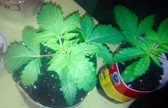 Blue Berry 's)