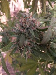 Blue Berry 6714