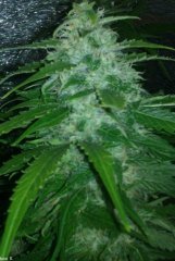 ww73bud