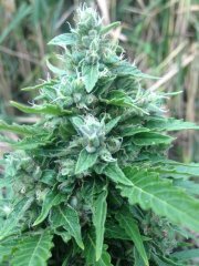 Spliff Cheese auto