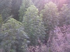 G13 10