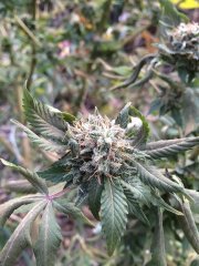 TrainWreck 6724
