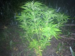 Ama 3068