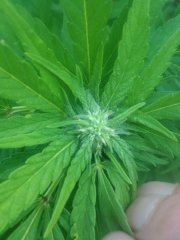 Sweet 'n Sour Indoor))) 3891