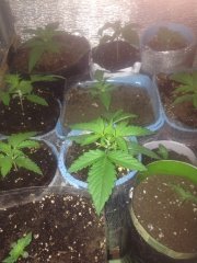 seedl 1758