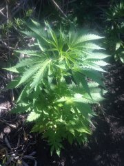 BlueBerry2 2718