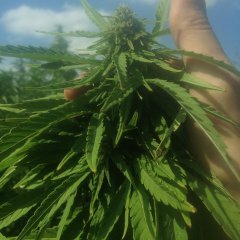 SweetnSour Indoor 4915