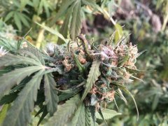 Blue Berry 6733