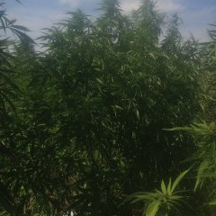 Pineapple Chunk 4942