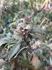 TrainWreck 6712