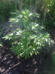 BlueBerry 2732