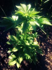 Trainwreck 2762