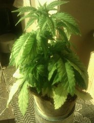 Ak-47 [Bulk seeds]