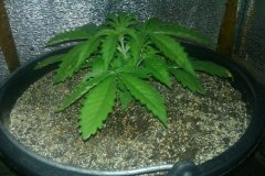 White Widow