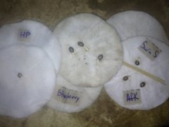 Germination-15 (I)