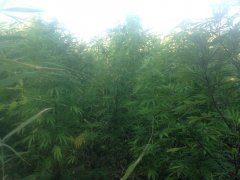 IMG 3834
