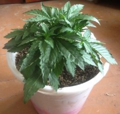 Dutch Blue Automatic (fem)