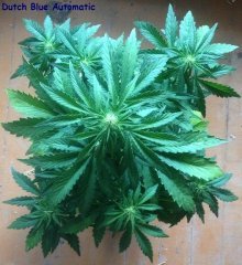 Dutch Blue Automatic (4 недели)