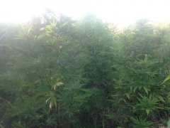 IMG 3826