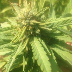 SweetnSour Indoor 4892