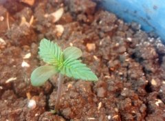 Рeyote Purple  seedling