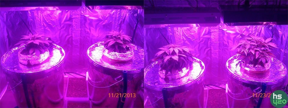 DWC AUTO SUPERSKUNK AUTO AK бонусные от семяныча