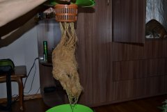 ASSKOR