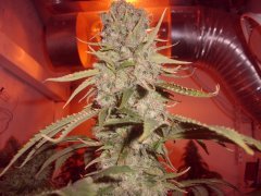 Super Skunk