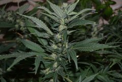 White Widow fem