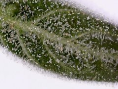 White Widow fem молоко янтарь