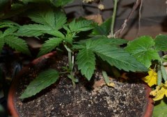 Nebula    Paradise Seeds