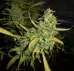 Aurora indica f