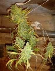 Aurora indica f   145 дней ХВ