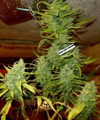 верхушка   Aurora Indica fem   Nirvana Seeds