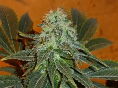 White Widow fem