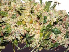 GreenHouse трихомы