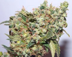 Medical seeds вдова