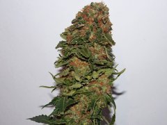 Центральная кола White Widow (Paradise seeds)