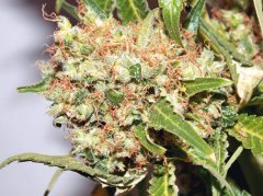 кола Medical seeds