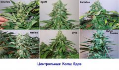 Центр. колы вдов