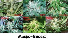 макро вдовы