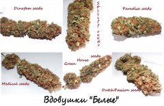 Вдовы