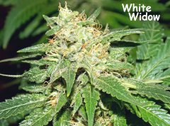 какая то из White Widow